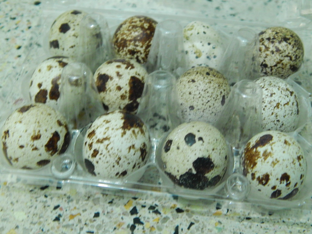 speckled beauties