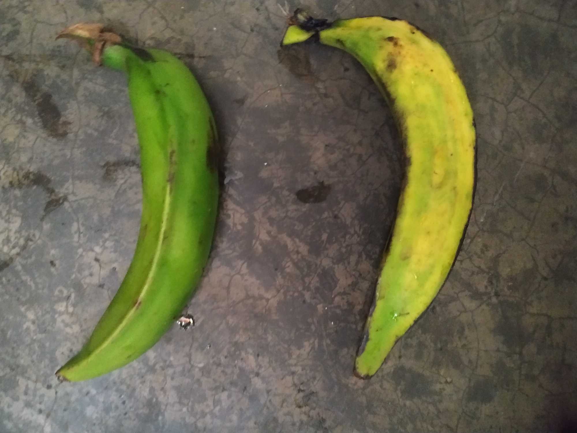 Giant Plantains Vs. Tiny Bananas: The Truth Revealed - dnlninm